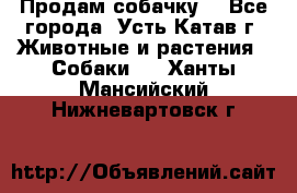 Продам собачку  - Все города, Усть-Катав г. Животные и растения » Собаки   . Ханты-Мансийский,Нижневартовск г.